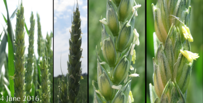 winter wheat flowering in an Ontario field (circa 4th June, 2016)