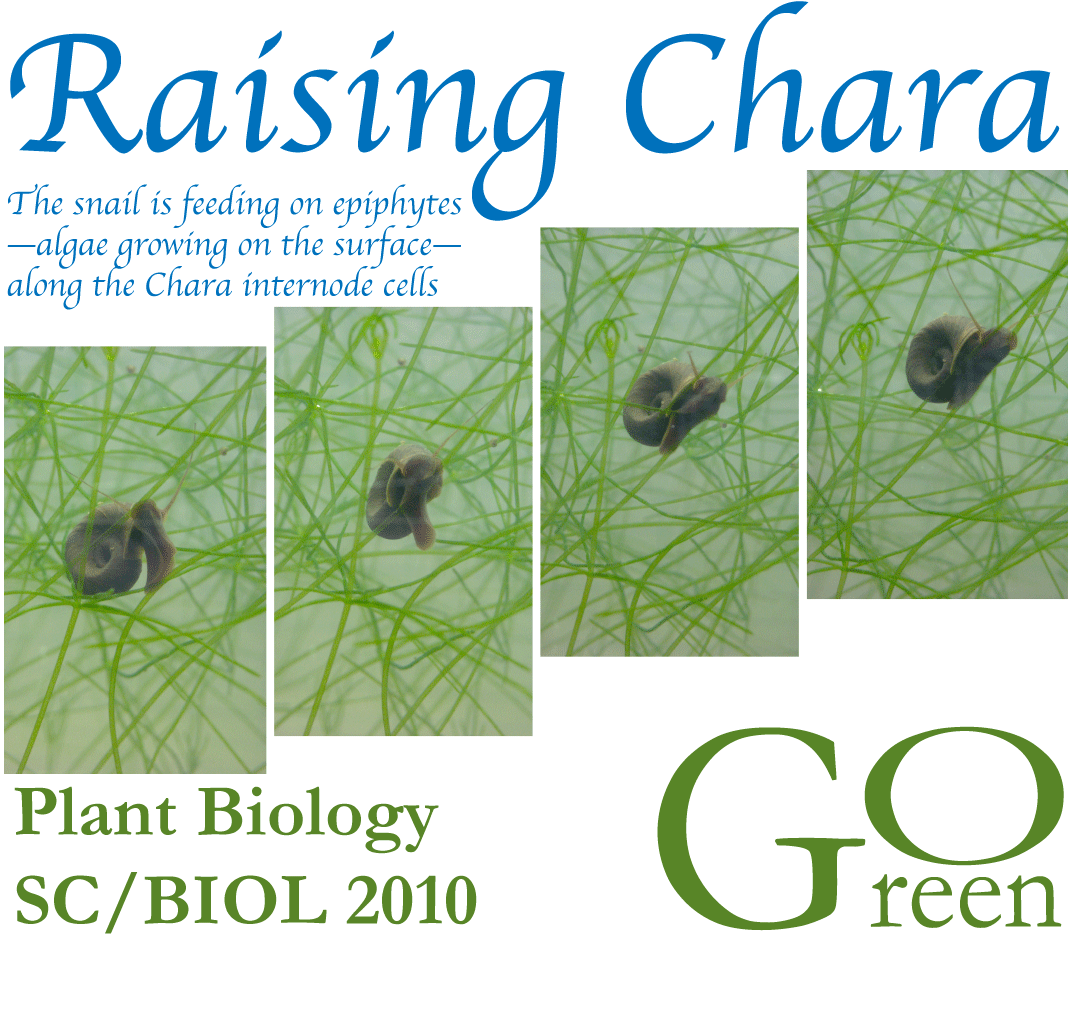 intricate Chara branching, with a snail climbing along the internode ...