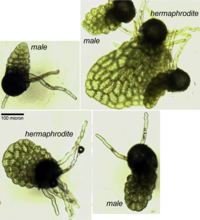 Day Ten male and hermaphrodite gametophyte development