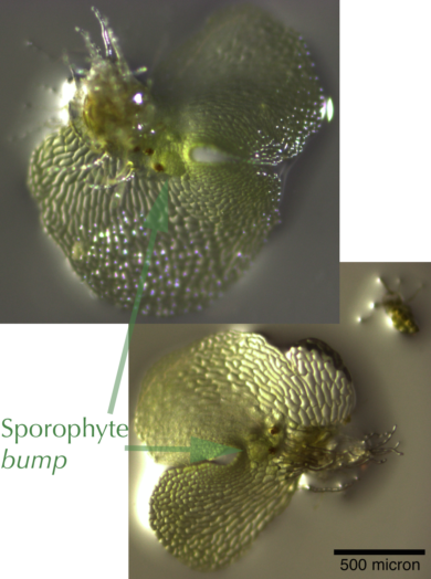 Day Seventeen sporophyte (baby) bump visible