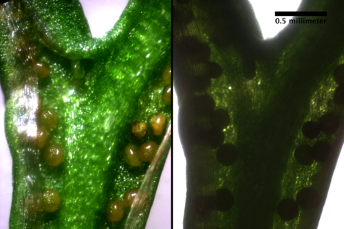 Unrolling the fertile frond leaves reveals mature spores underneath