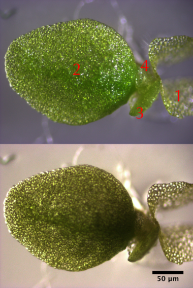 Up to four emerging leaves at initial to expanding developmental stages