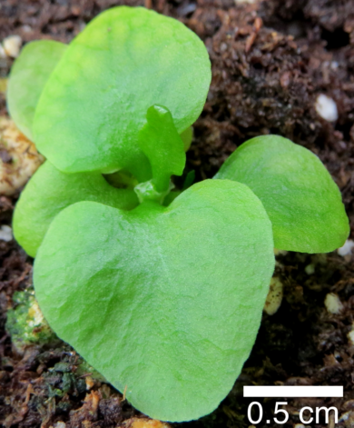 Ferns growing in the greenhouse, now 49 days old