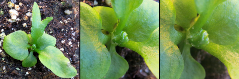 Leaves unfurling from the center of the fern, now 57 days old