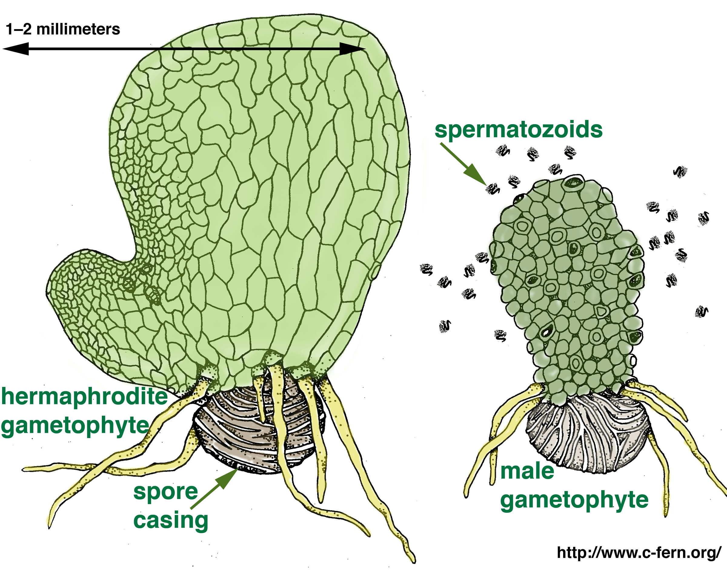 Fern Spores Microscope