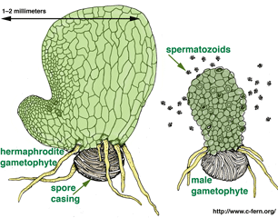 C-fern male and hermaphrodite gametophytes