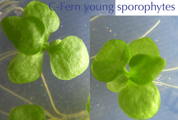 Young C-Fern sporophyte