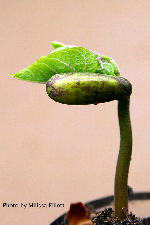 bean seedlings --cotyledons emerging
