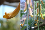 Aloe flowers