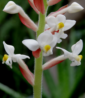 Ludisia flower buds 29 december two