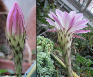 Cactus flower bud and blossom