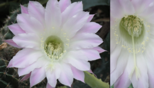 A look inside the Cactus flower: style and anthers