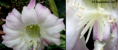 Senescing Cactus flower blossom