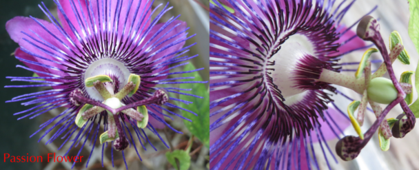 Passion flowers