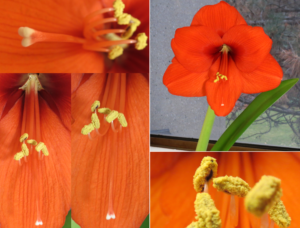 Amaryllis flowers