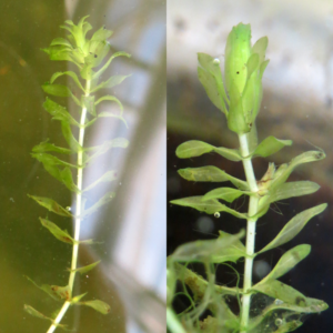 Elodea plants in aquaria tanks