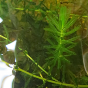 Elodea plants in aquaria tanks