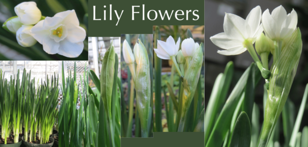 Lily flowers