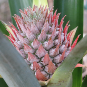 Pineapple flower bud