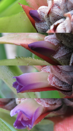 emerging Pineapple flowers