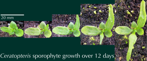 images young Fern Sporophytes