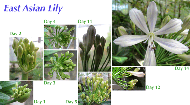 images of east asian lilies at various flowering stages