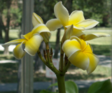 Plumeria flowers