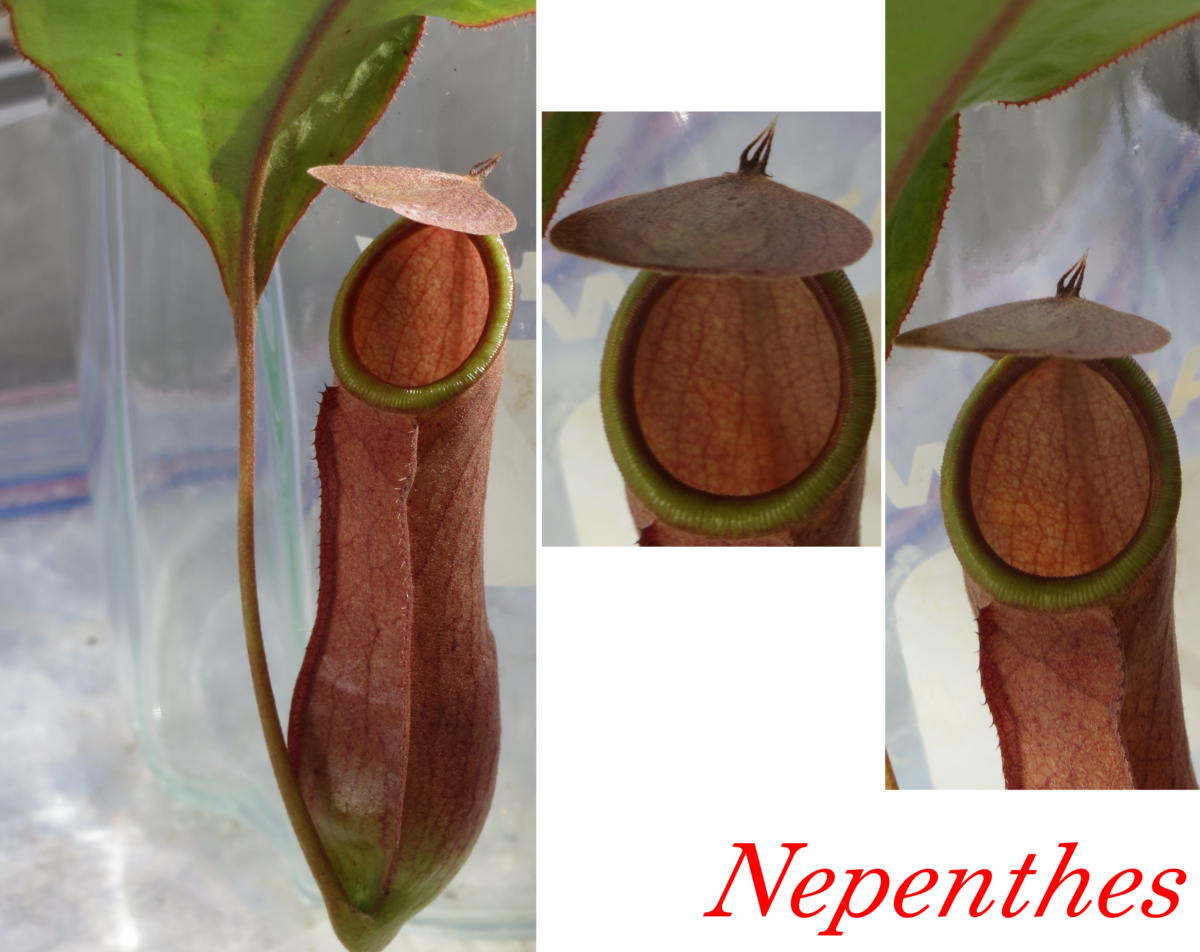 images of the Nepenthese insectivorous pitcher plants