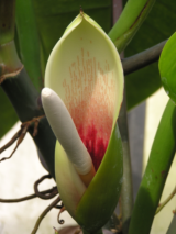 Philodendron flowers