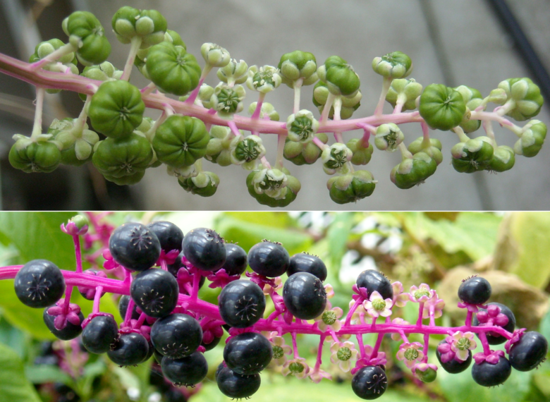 Phytolacca flower spike