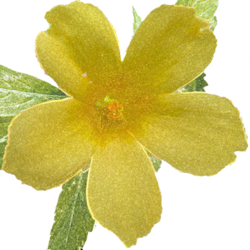 Tuurnera flower