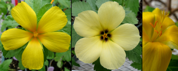 various Turnera flowers --mid-August