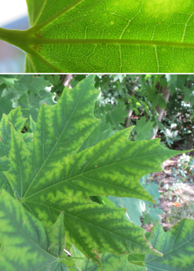 Sugar maple leaf