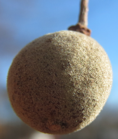 Basswood fruit in winter