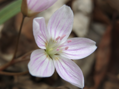 Claytonia virginica (spring beauty) blossom