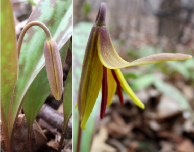 Trout lily flowers emerging 2014 springtime