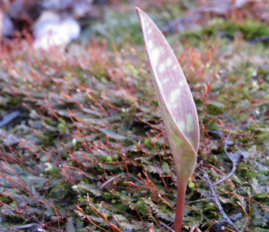 Trout lily emerging from a moss bed