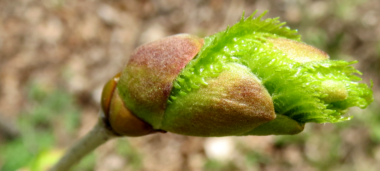 Tree leaves emerging from the bud