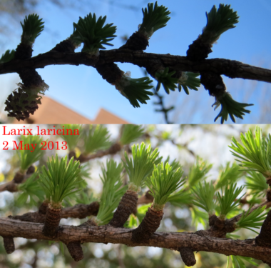 Larix larcina leaves emerging