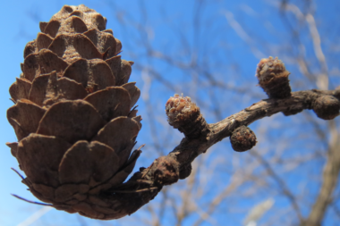 Larch cone and spurs in winter