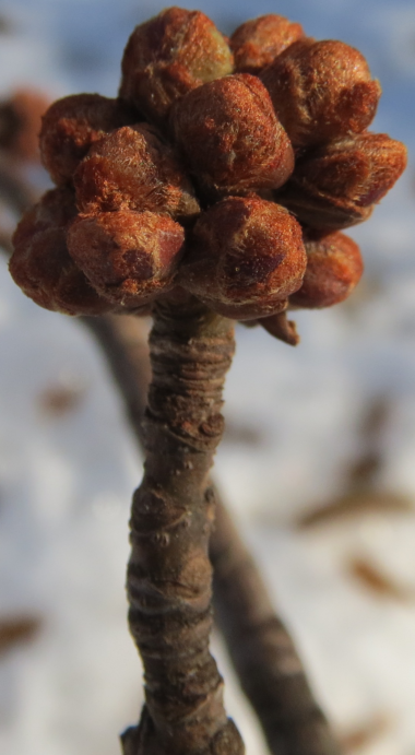 Maple flower buds --dormant