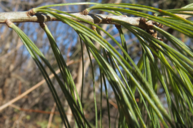 Pine needles in winter