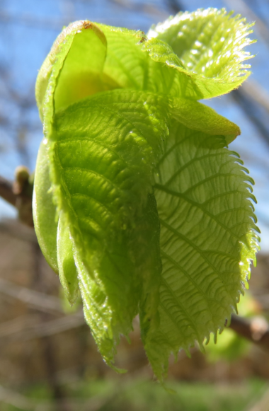 Tree leaves expanding after emergence