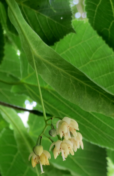 Basswood flowers in mid-summer