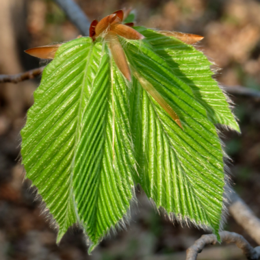 multiple leaves emerging from a beech bud