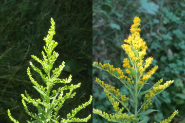 Goldenrod flower buds and flowers