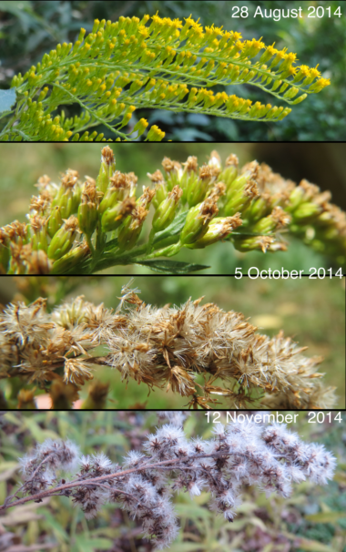 Goldenrod flowering to seeding in early to late fall