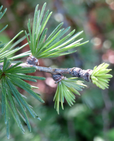 Larch needles fully developed in early summer