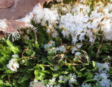 Moss sporophytes in the snow (morning)
