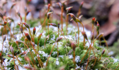 Moss sporophytes in frost (morning)